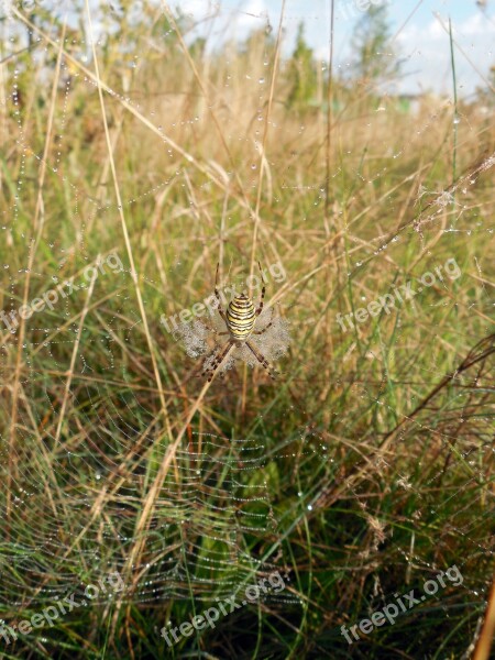 Spider Cobweb Insect Dewdrop Nature