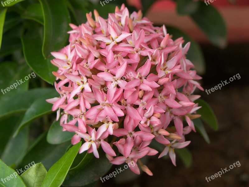 Flower Petal Leaf Spring Nature