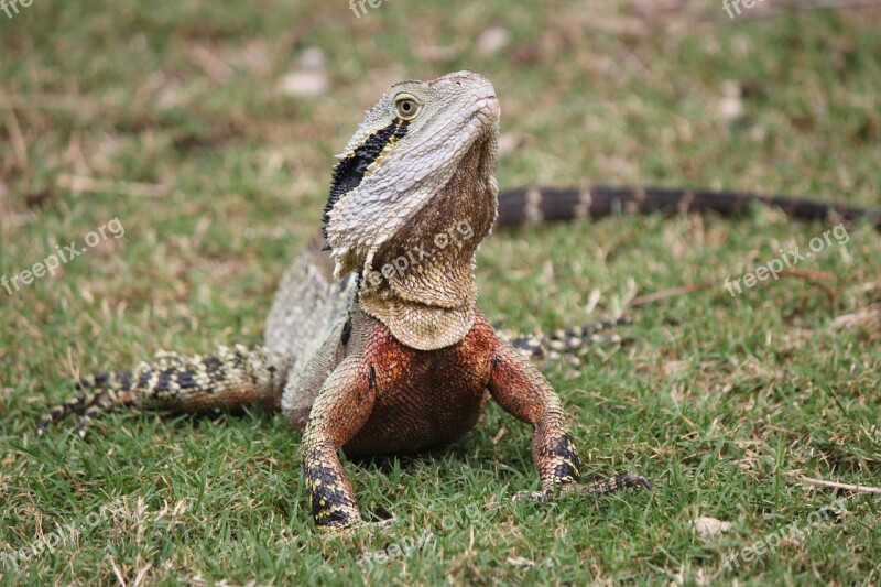 Bearded Dragon Lizard Animal Nature Wildlife