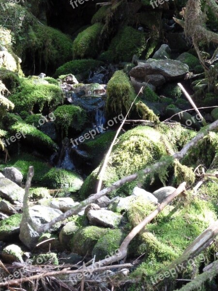 Brook Moss Rock Nature Water