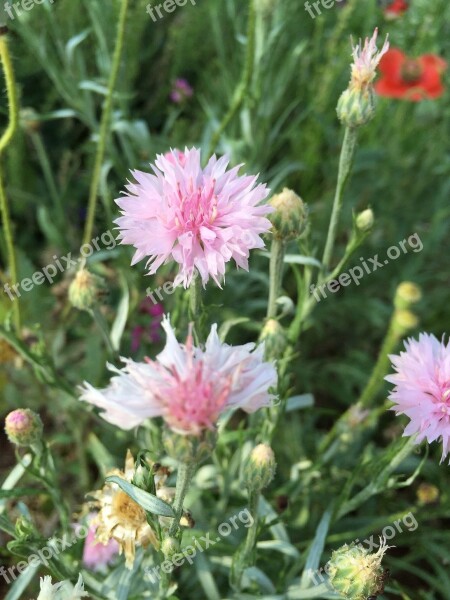 Wild Flowers Pink Flower Free Photos