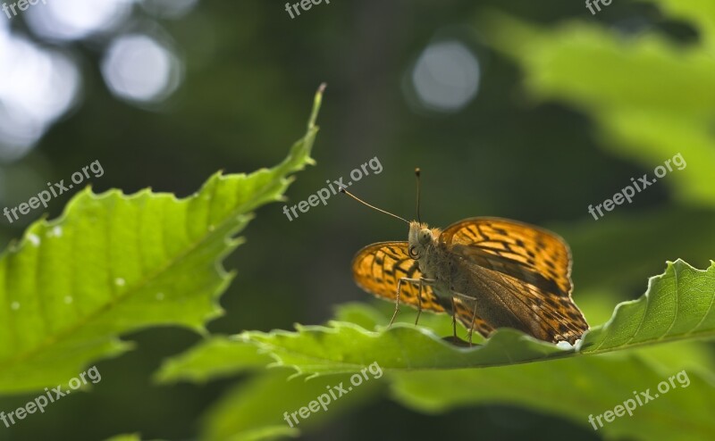 Butterfly Fritillary Summer Insect Orange