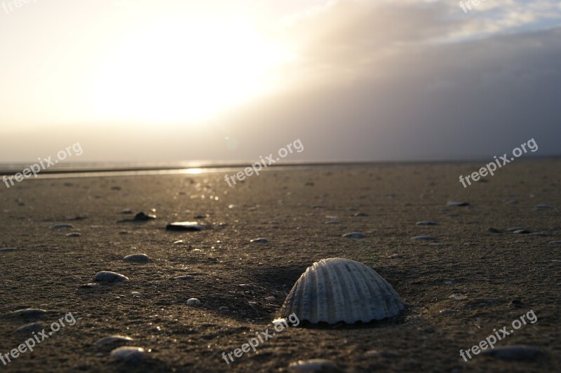 Bettystown Shells Meath Beach Sand