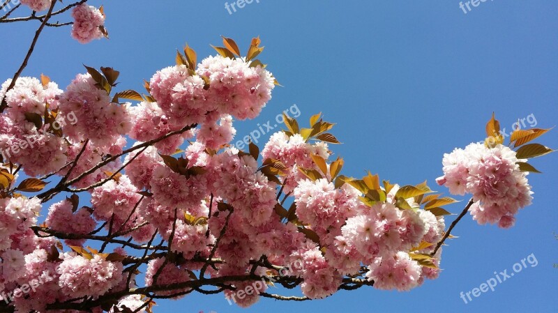 Sakura Flowers Color Pink Flowering Petals