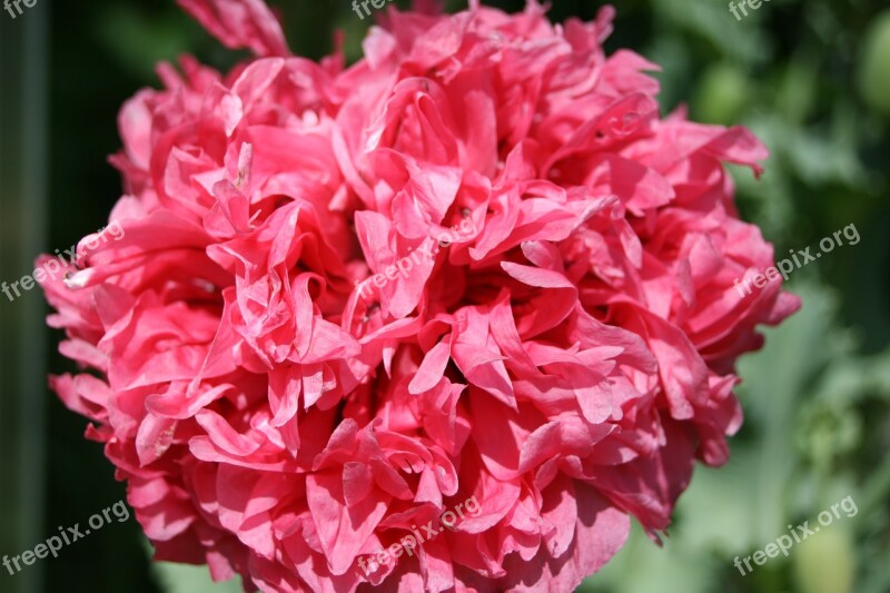 Pink Poppy Frou Frou Green Peony Rose Petal