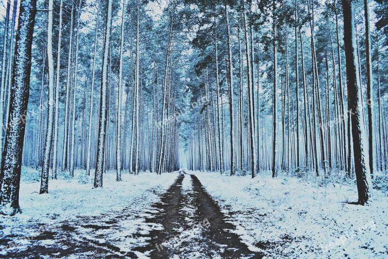 Winter Forest Snow Trees Winter Forest