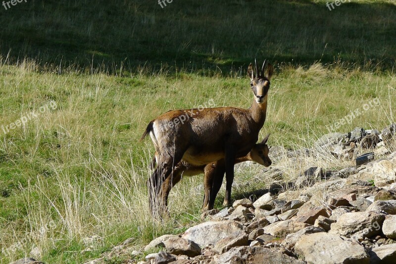 Chamois Animals Mountain Free Photos