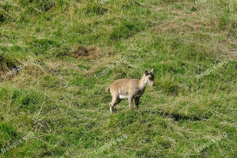 Chamois Mountain Animals Free Photos