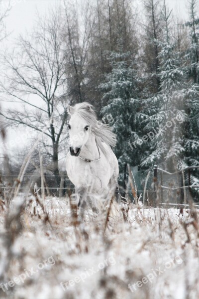 The Horse Pony Animal Free Photos