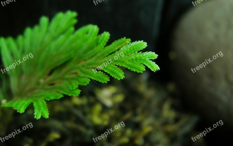 Agua Green Fern Free Photos