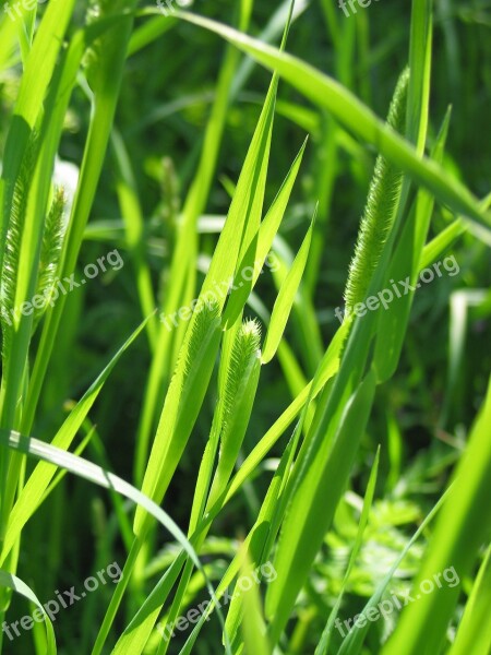 Weed Grass Hay Plant Flora