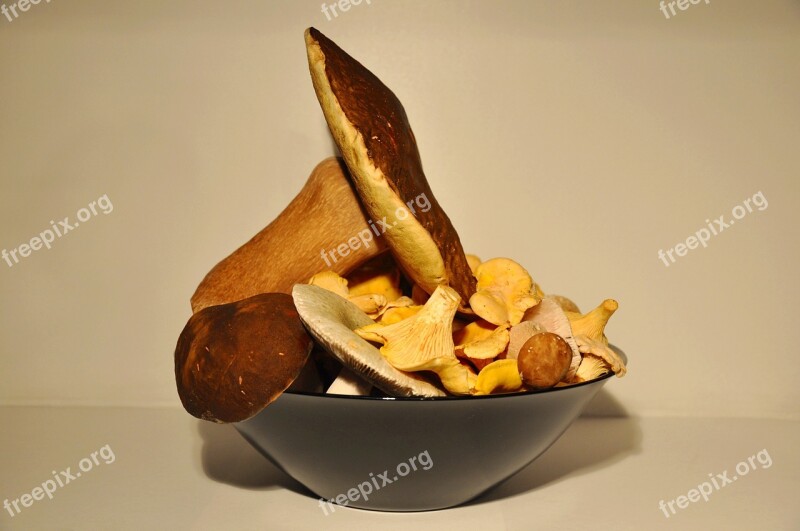 Mushroom Porcini Mushrooms Chanterelle Forest Free Photos