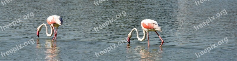 Pink Flemish Bird Feathers Neck Beak