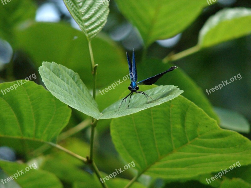 Dragonfly Insect Leaf Foliage Animal