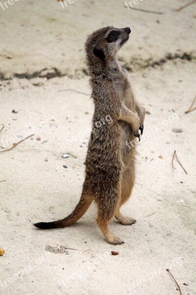 Suricate Animal Zoo Cute Standing