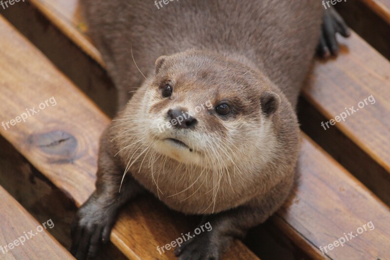 Otter Animal Fur Zoo Animals