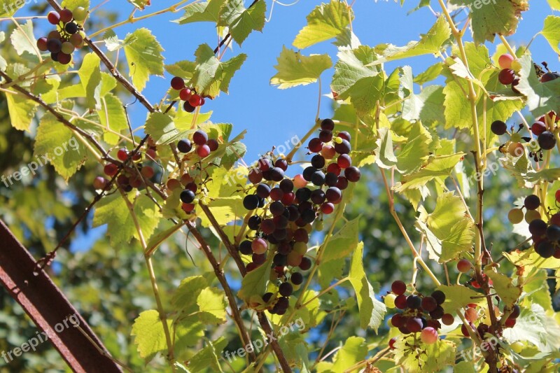 Vine Grape France Nature Clusters