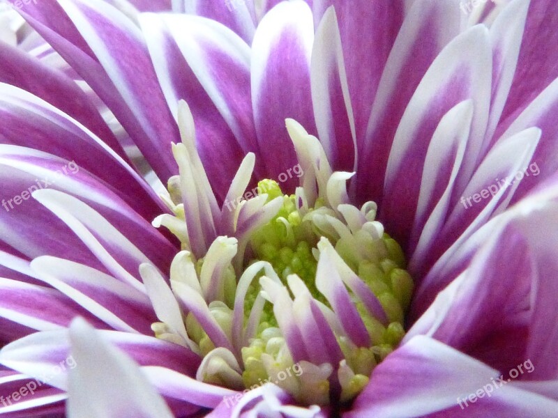 Flower Blossom Bloom Macro Rain