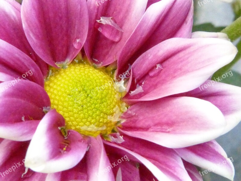 Flower Blossom Bloom Macro Rain