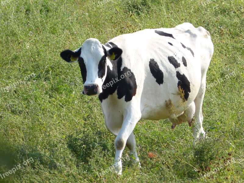 Cow Spotted Patched Livestock Black And White