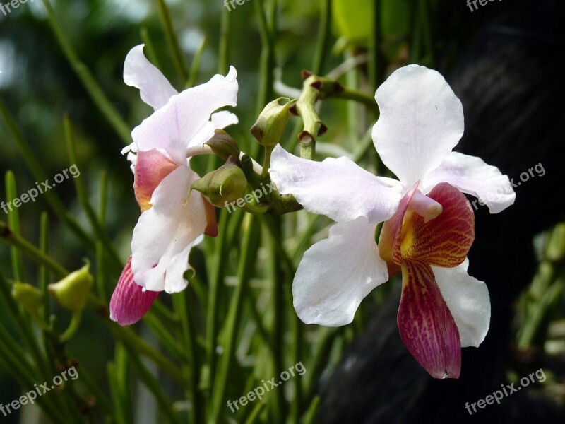 Flowers Orchids White Free Photos