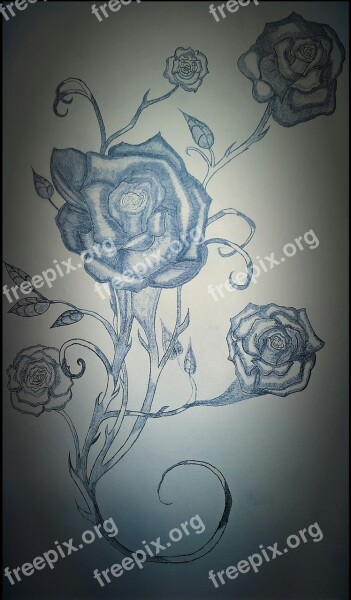 Rose Pencil Tattoo Free Photos