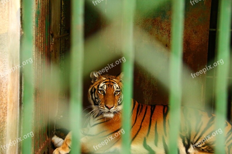 Animal Tiger Cage Free Photos