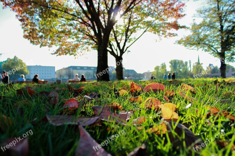 Park Tree Nature Green Outdoor