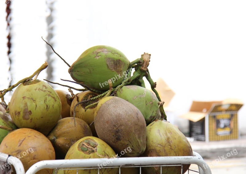 Coconuts Tropics Drink Free Photos