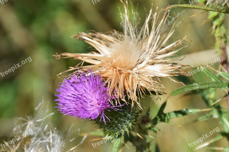 Thistle Acker Thistle Creeping Thistle Violet Pappus