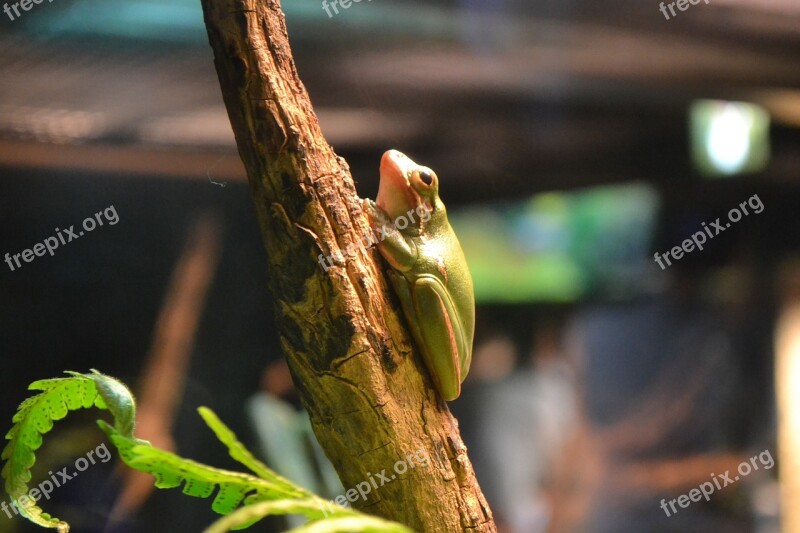 Frog Green Amphibian Nature Animal