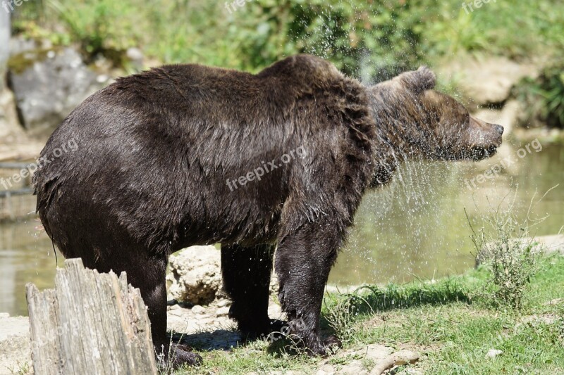 Brown Bear Bear Shake Water Splashes Free Photos