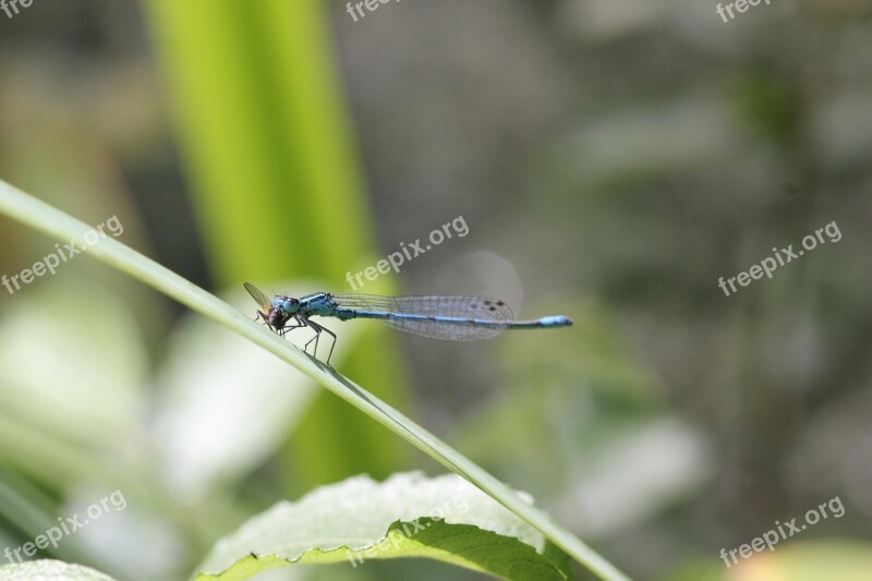 Dragonfly Blue Close Up Insect Flight Insect