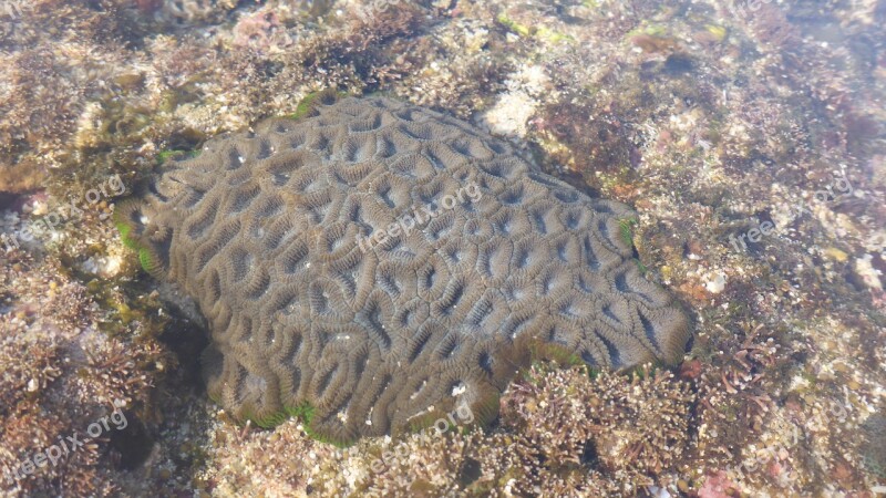 Coral Sea Ocean Nature Underwater