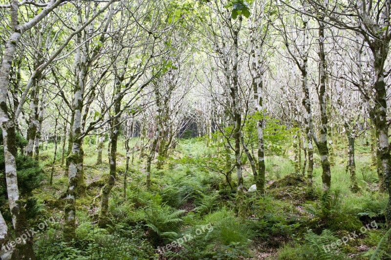 Birch Forest Birch Forest Trees Nature