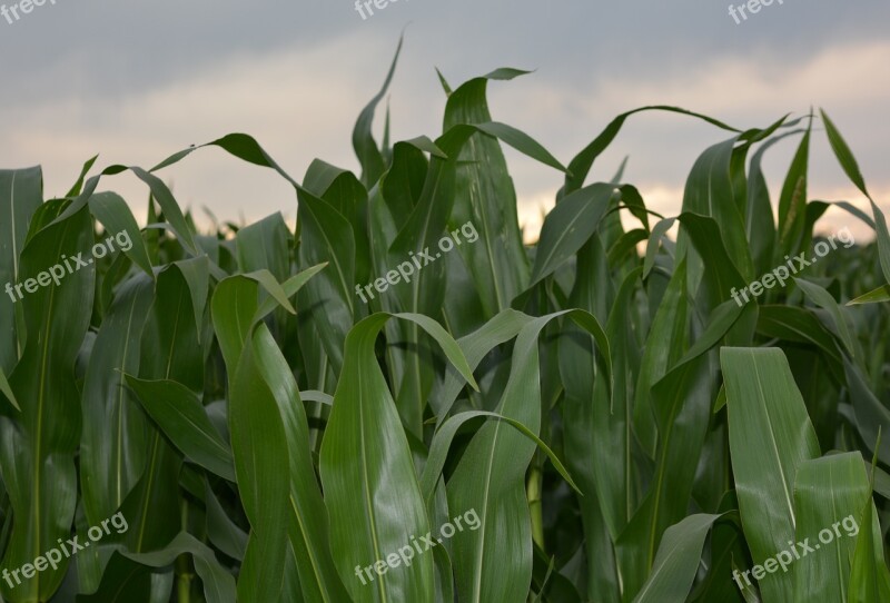 Corn Corn Field Agriculture Plant Farm