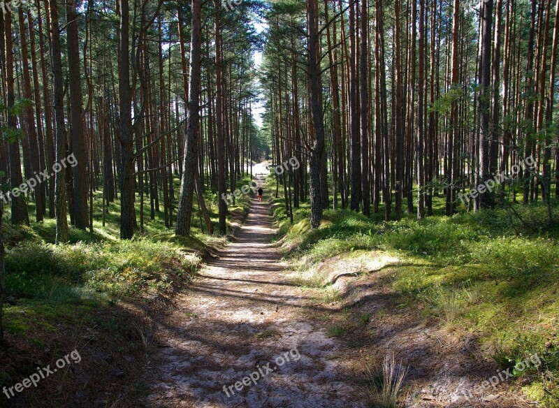 Pine Forest Trail Sand Trees Free Photos