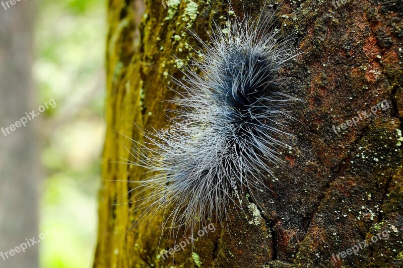 Mao Chong Quentin Chong Pet Huge Caterpillar Moth