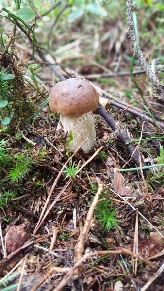 Cep Forest Forest Floor Mushroom Edible