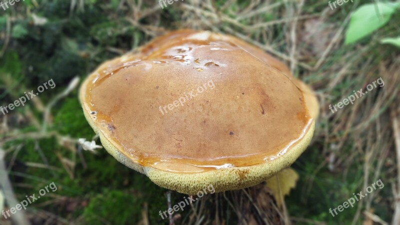 Cep Mushroom Forest Nature Autumn