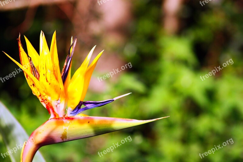 Flower Yellow Nature Flowers Yellow Flower