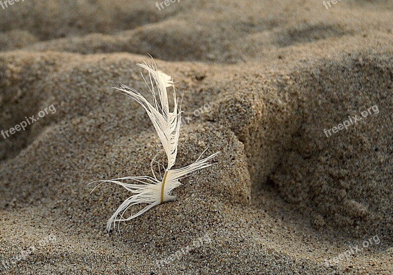 A Feather Pen Sand Beach Traces