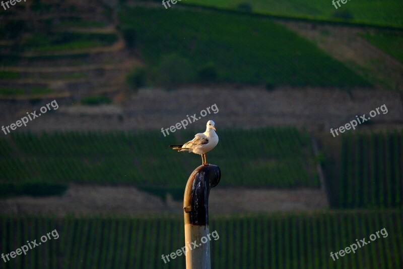 Tern Bird Animal Nature Water Bird