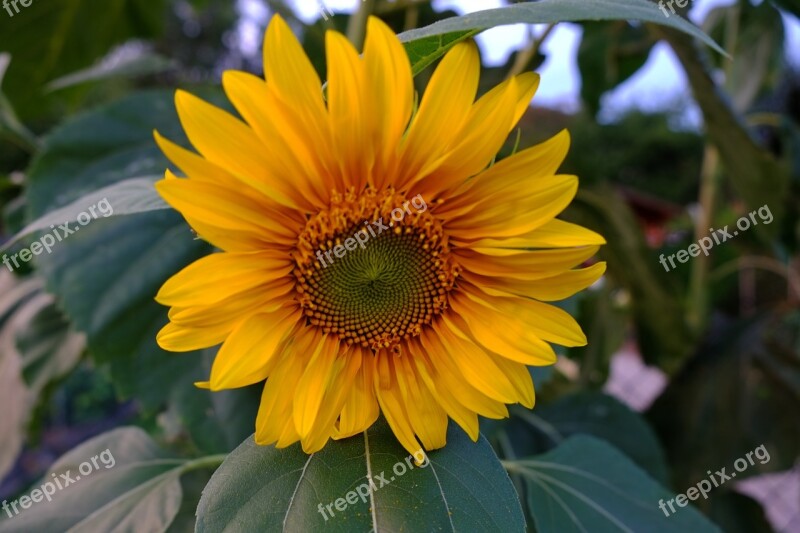 Sunflower Yellow Flower Blossom Bloom