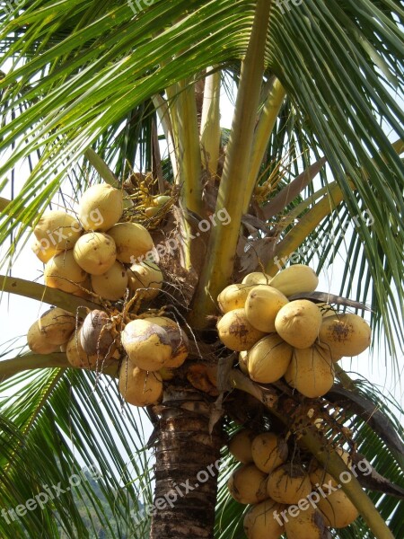 Coconuts Palm Frond Caribbean Jamaica