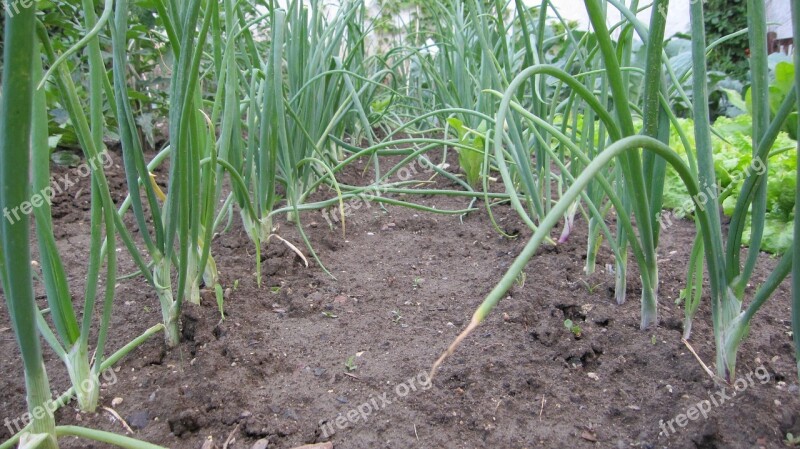 Onion Vegetables Field Garden Will