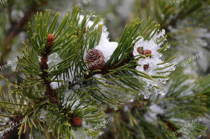 Winter Christmas Tree Mountains Free Photos