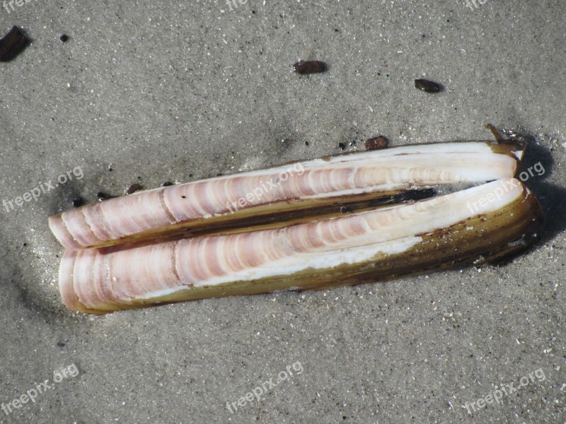 Seashell Muschel North Sea Nordsee Razor-shell