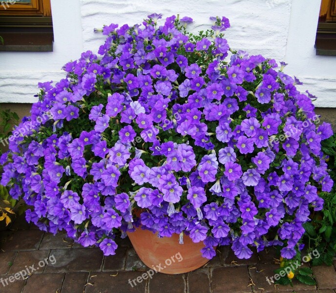 Petunia Bluish-purple Summer Flower Free Photos