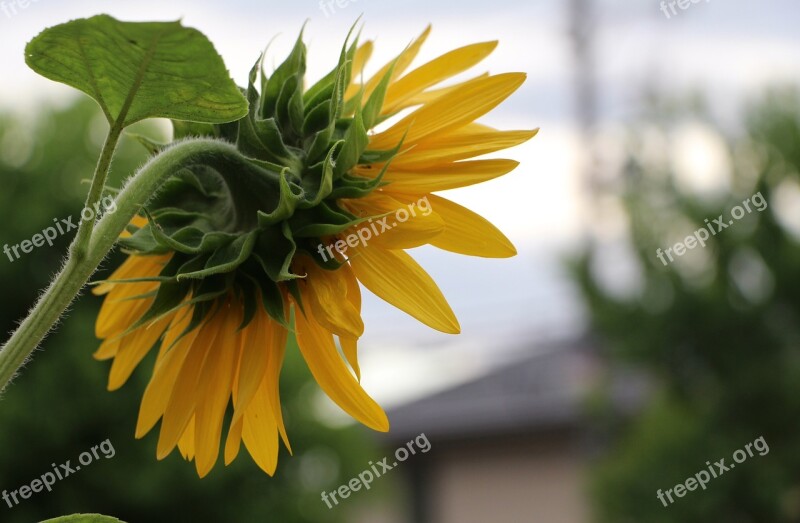 Sunflower Field Nature Sunny Petals